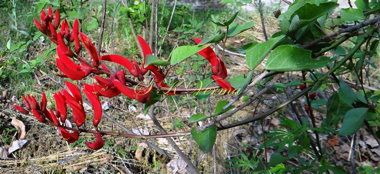  Flowering branch